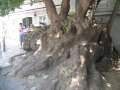 6391_Big_tree