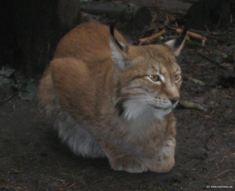 9890_Luchs