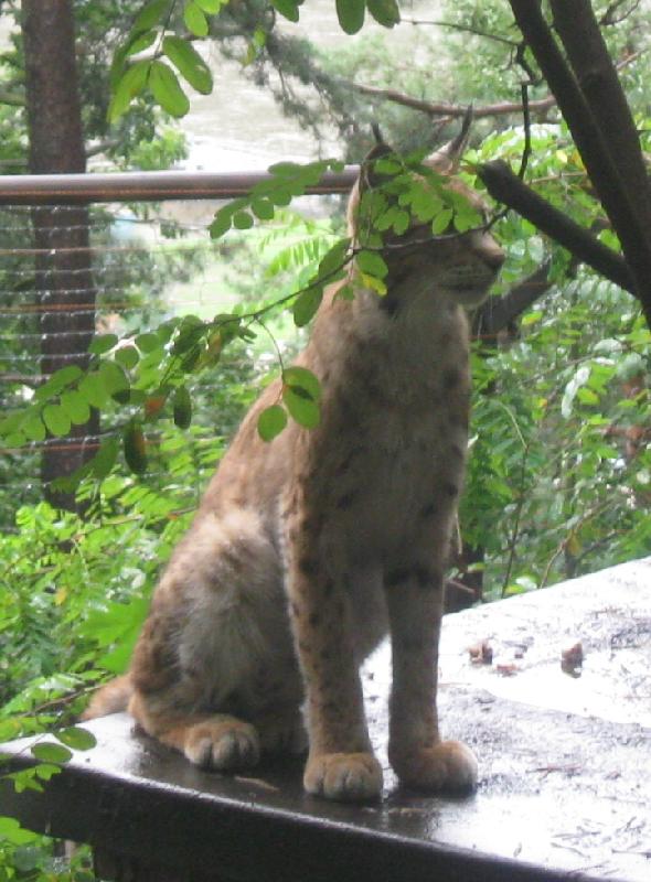 9892_Luchs