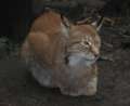 9890_Luchs