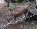 9893_Luchs