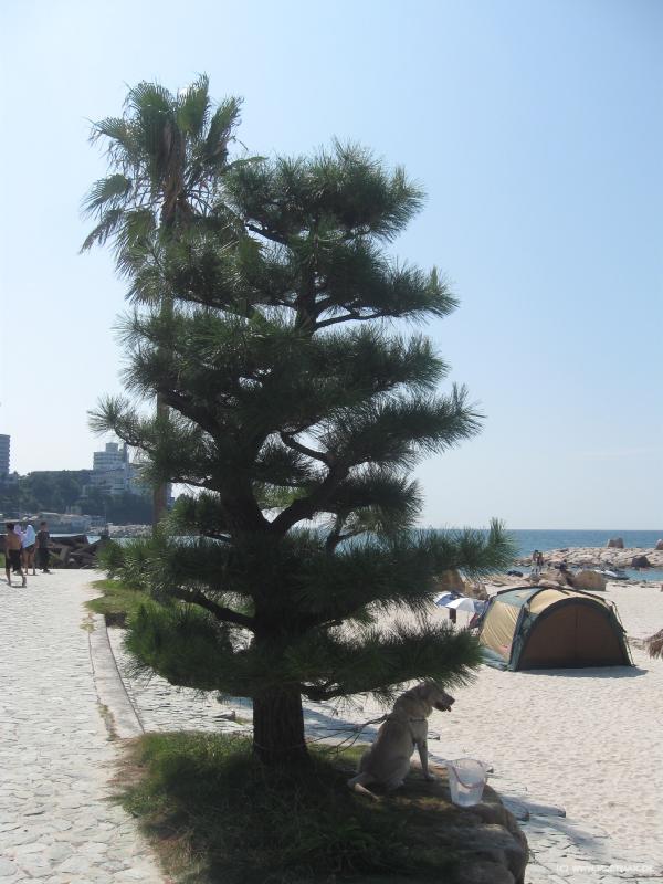 1606_Dog_tree