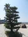 1606_Dog_tree