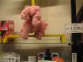 1788_Pink_poodle