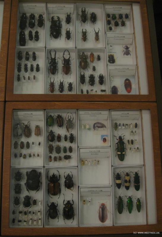 1953_Bugs