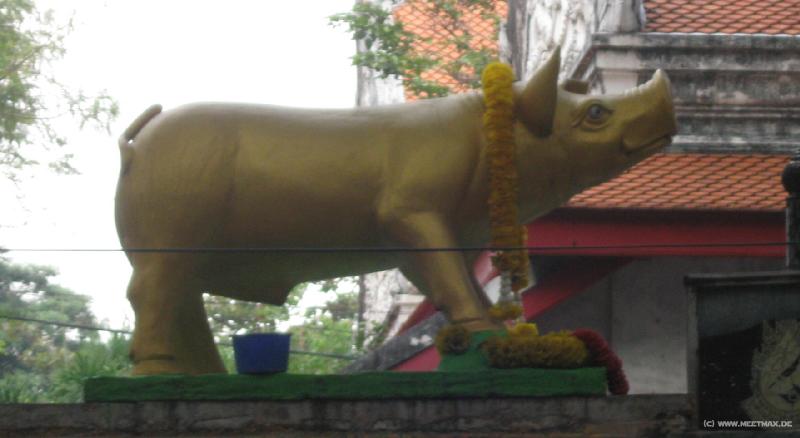 0282_Golden_pig