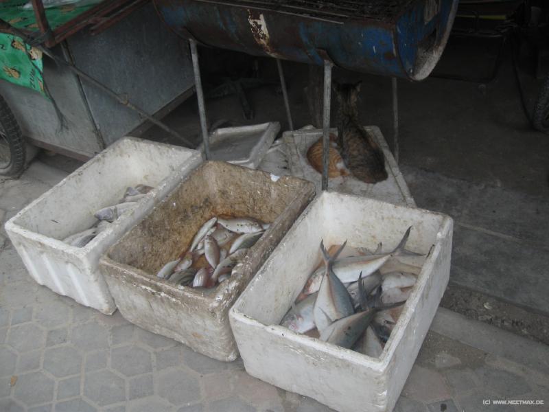 4184_Katzen_beim_Fisch