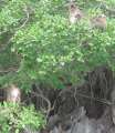 4084_Monkeys