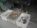 4184_Katzen_beim_Fisch