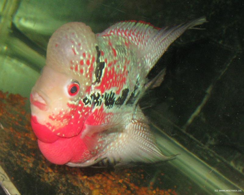 4269_Chinese_fish
