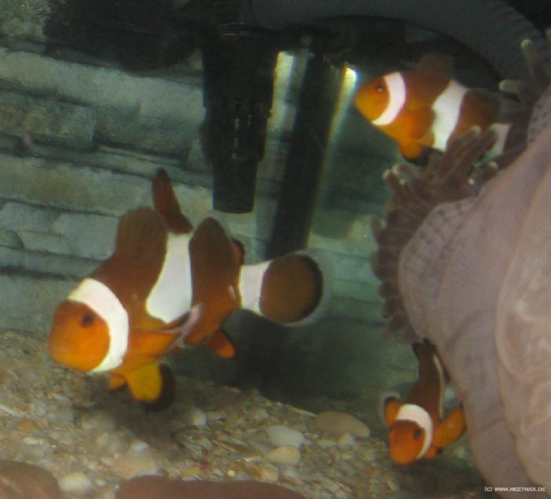 4271_Nemo