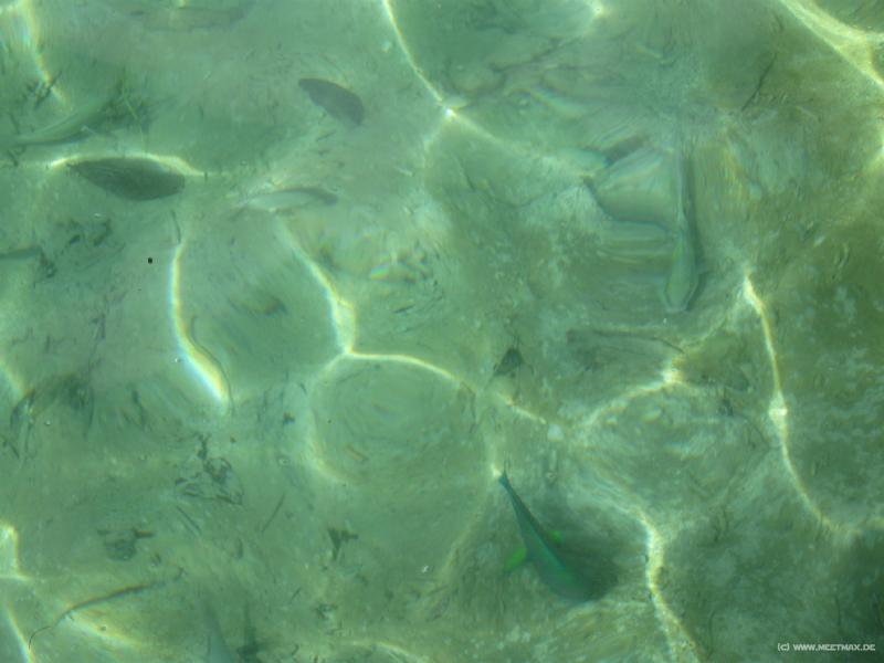4476_Fish