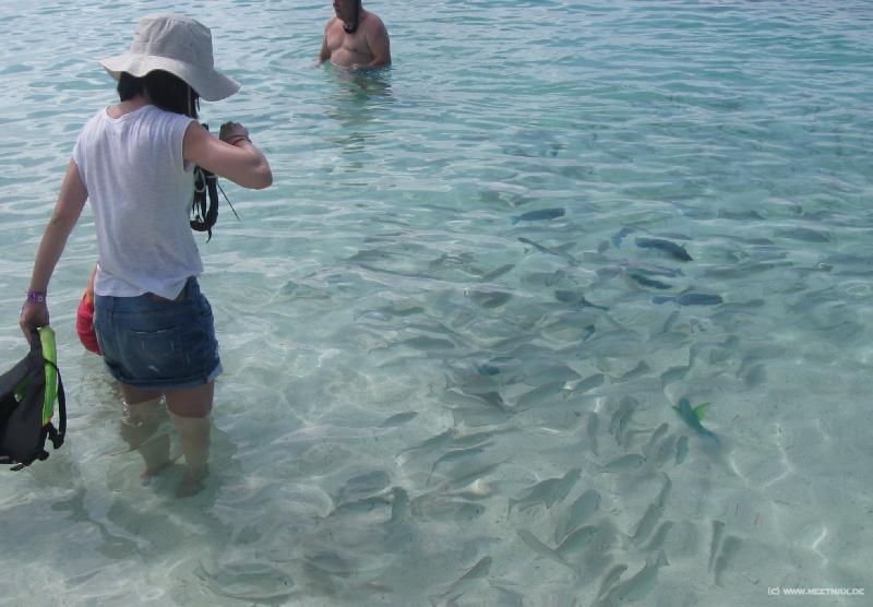4500_Fish