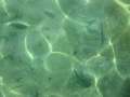 4476_Fish
