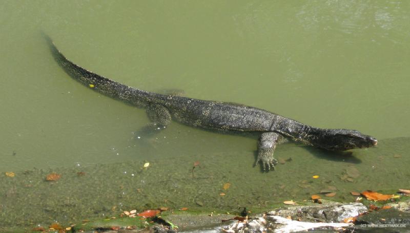 4766_Royal_leguan