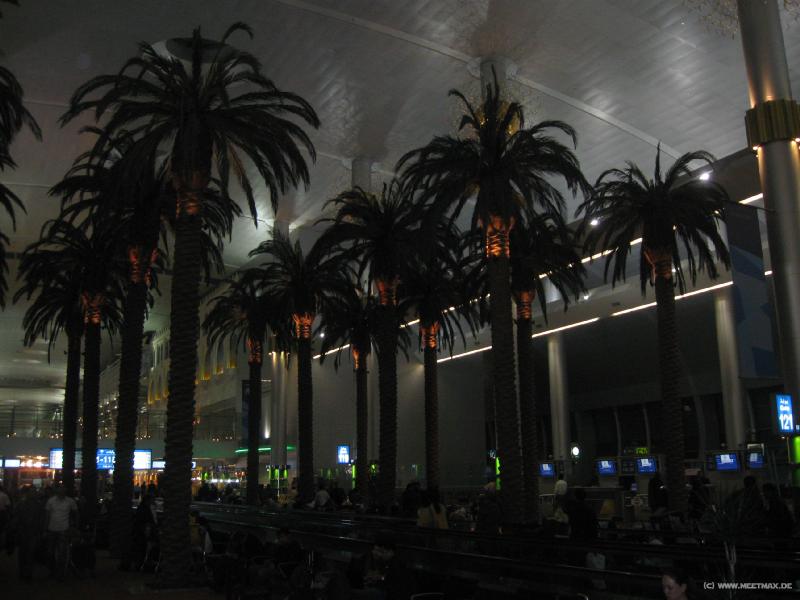 4814_Airport_palms