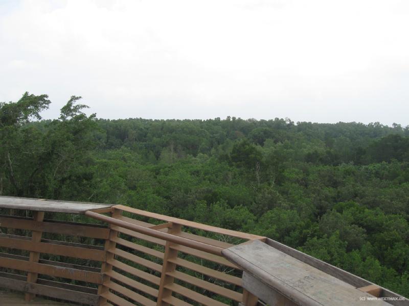 5344_Jungle_view