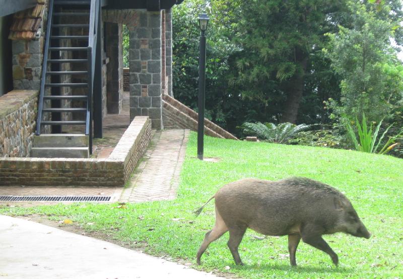 5358_Pig