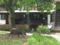 5357_House_pig