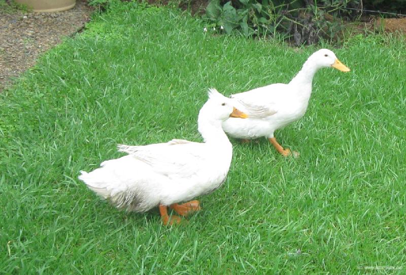 6038_Ducks