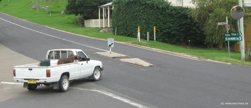 6114_Car_dog