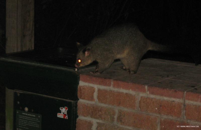 6159_BBQ_possum