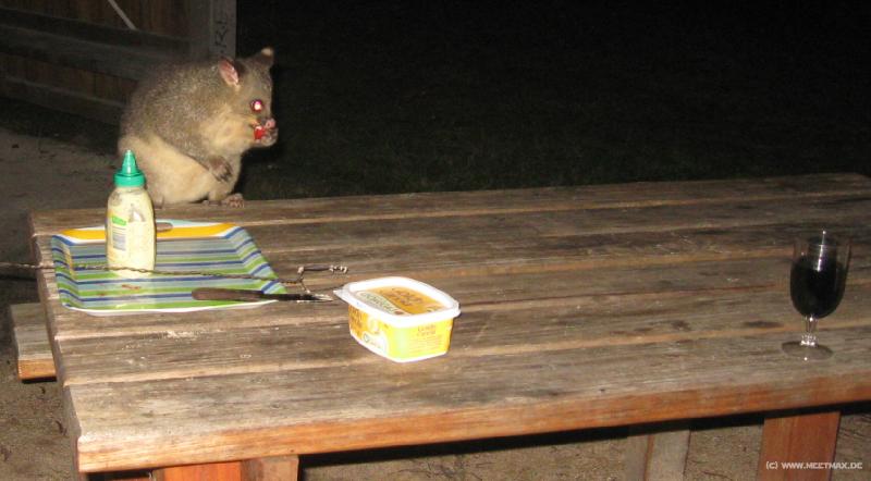 6161_Possum_dinner