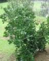6027_Lime_tree