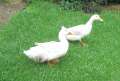 6038_Ducks