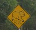 6141_Koala_sign