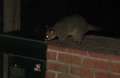 6159_BBQ_possum