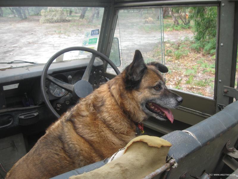 6240_Dog_driver