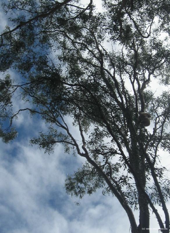 6245_Koala