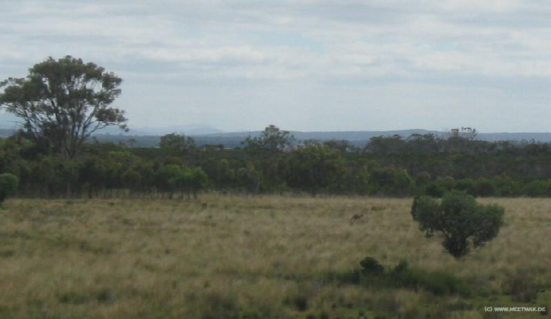 6252_Find_the_kangaroo