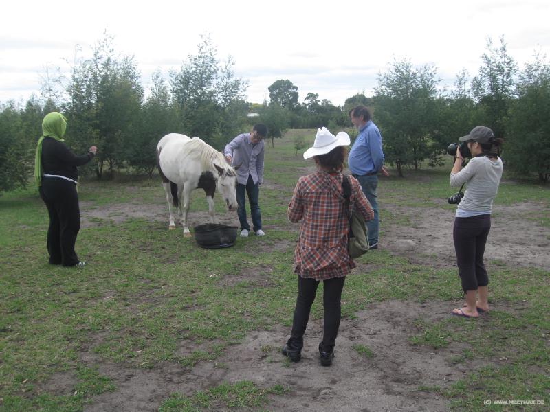 6264_A_horse