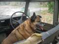 6240_Dog_driver