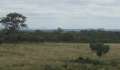 6252_Find_the_kangaroo