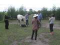6264_A_horse