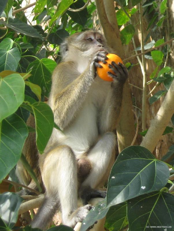 6749_Monkey