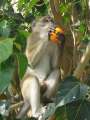 6749_Monkey