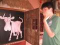 6763_A_cow