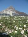 7035_Mountain_flowers