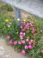 7422_Roadside_flowers