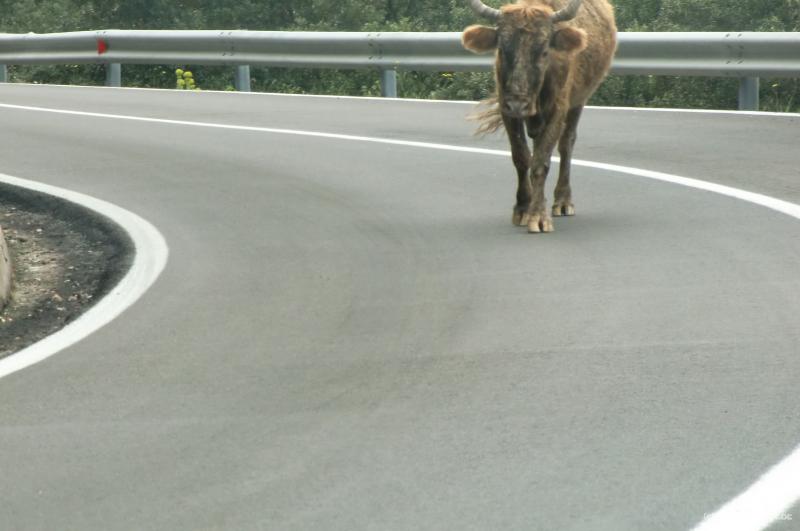7611c_Streetcow