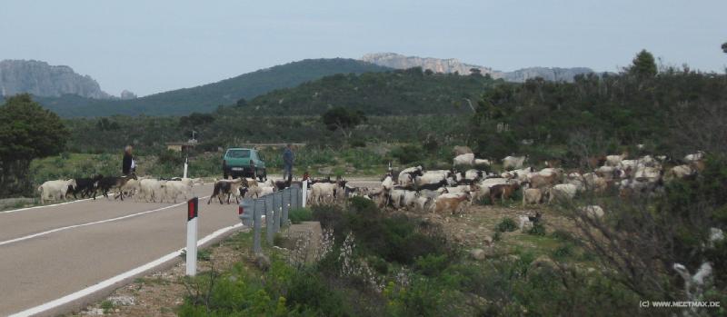 7641_Goat_crossing