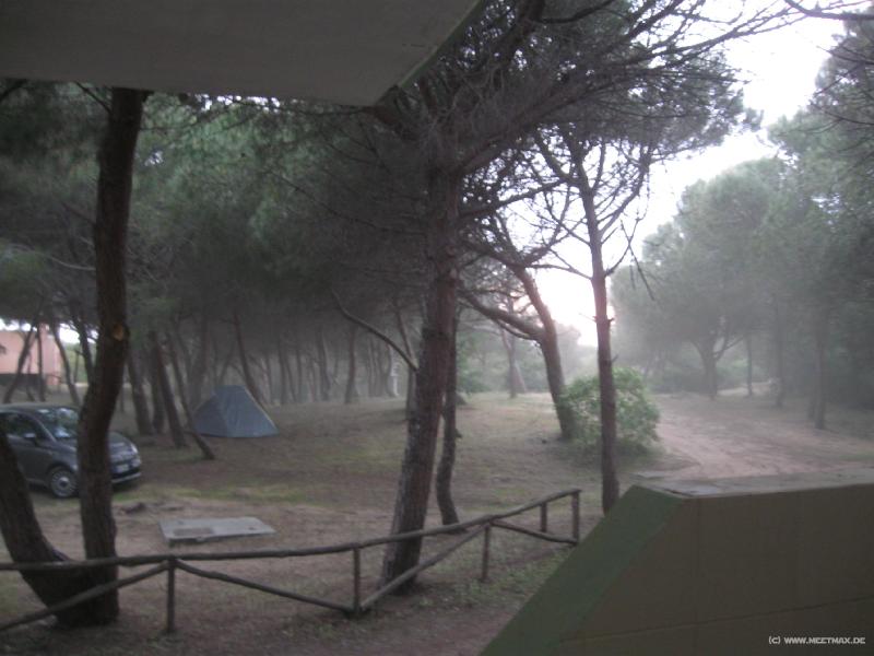 7974_Pollen_storm