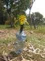 7862_Flowers
