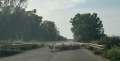 7936f_Sheep_crossing