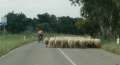 7954_Sheep