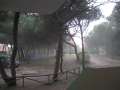 7974_Pollen_storm